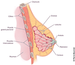 coupe biologique d'un sein 