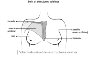 composition d'une poitrine féminine